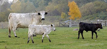 Parkrinder im Tierpark