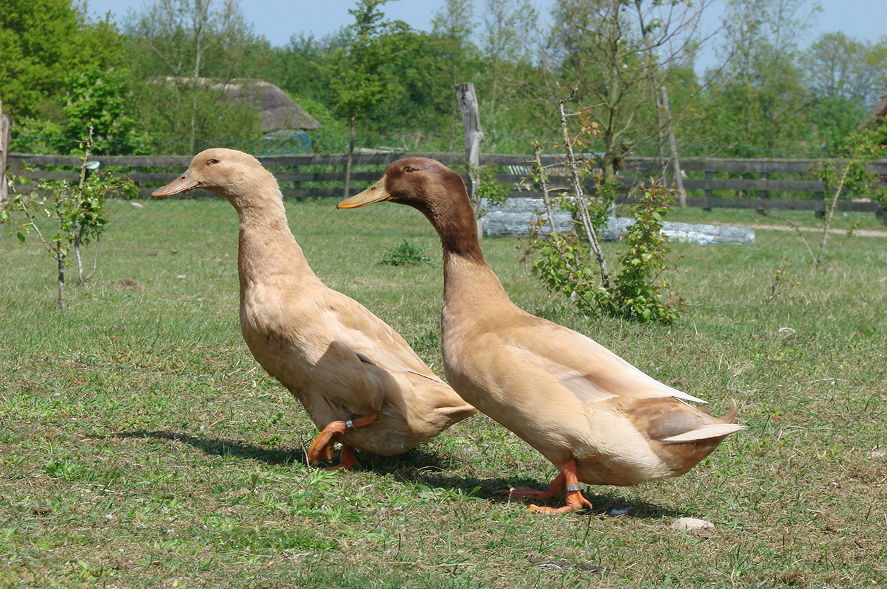 Orpingtonente Orpingtonente