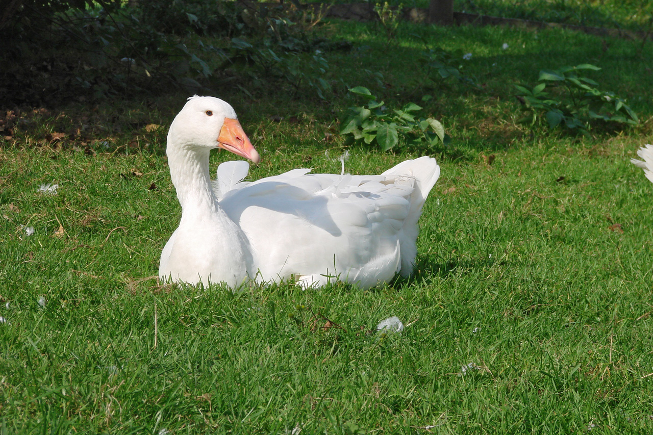 Emdener Gans Arche Warder