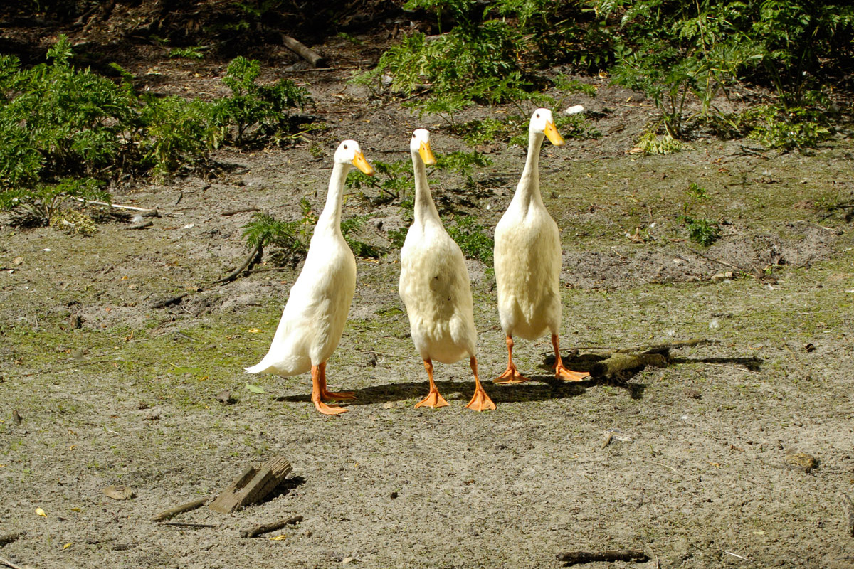 Indische Laufente Arche Warder