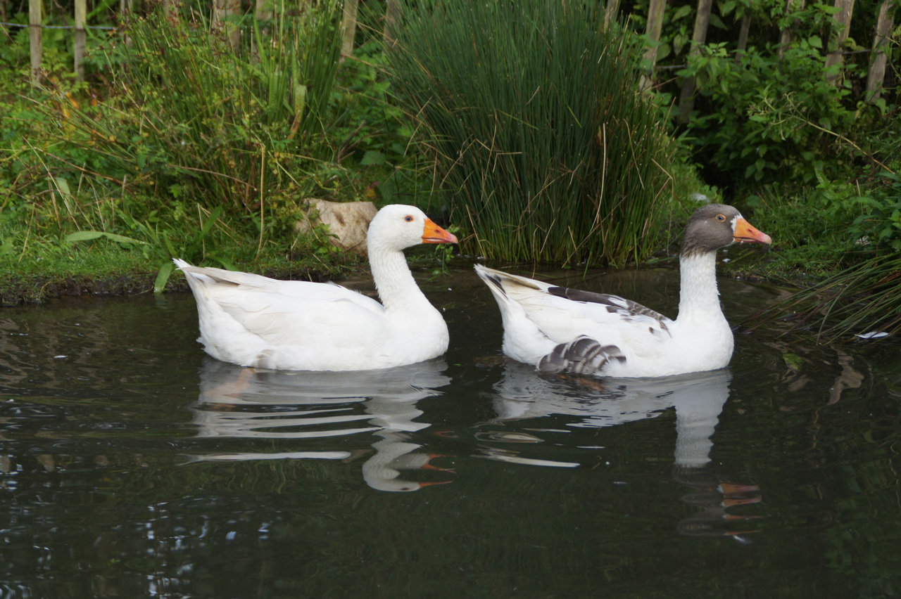 leinegans-arche-warder