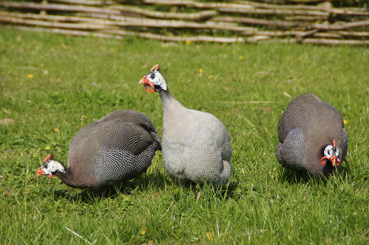 perlhuhn-arche-warder