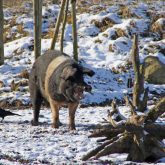 Schwein Winter