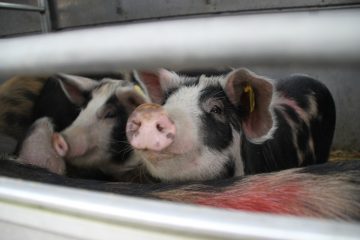 Bei einem der Zwischenstops auf der Rückreise: alle Schweine sind munter und neugierig.