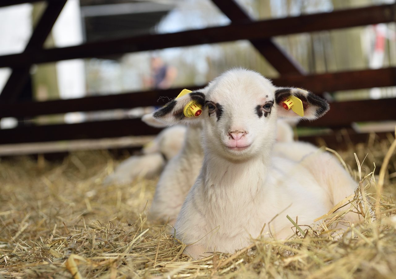 Wertvolles Erbe in Zoos Alte Nutztierrassen Verband der Zoologischen